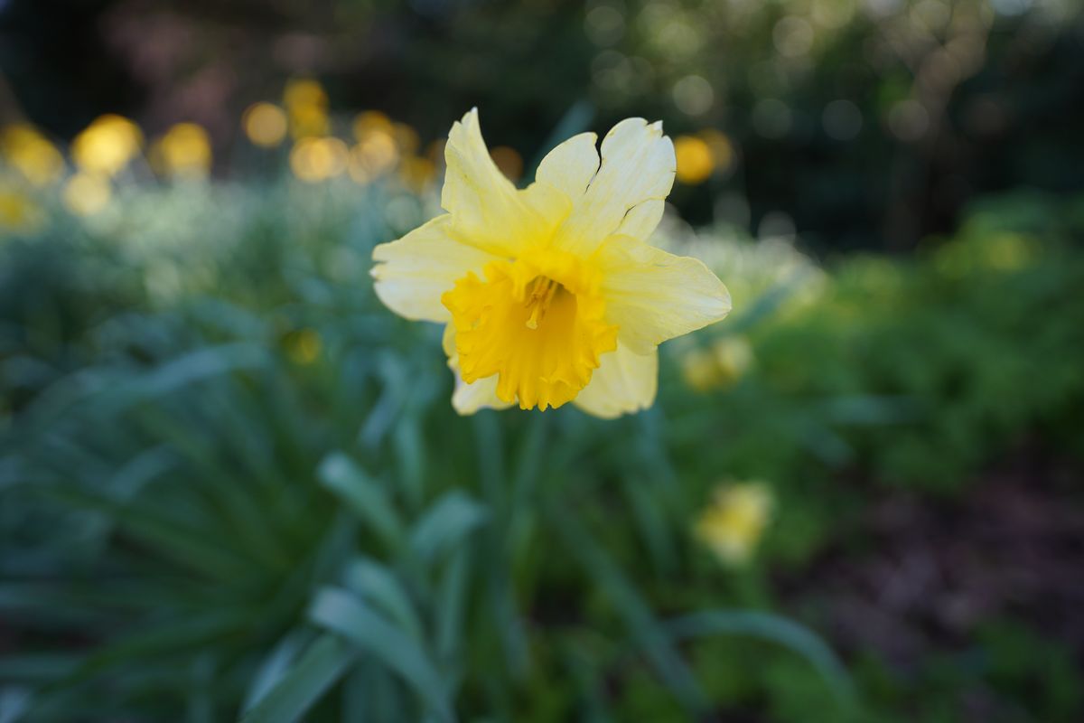 Sony FE 20mm f/1.8 G
