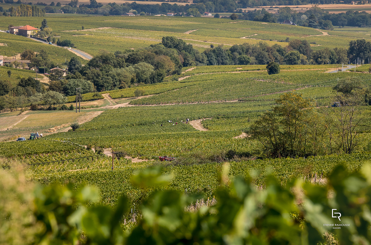 059_etienne_ramousse_inter-beaujolais_vendanges_2018_hd_externe_2018-59.jpg