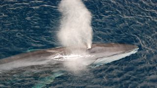 A plume of water erupts from the blowhole of a fin whale as it breathes.