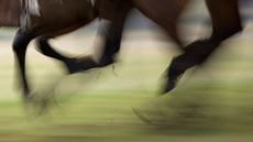Injured Jockeys Fund concussion rehabilitation HORSE LEGS Library image embryonic stem cell tendon treatment