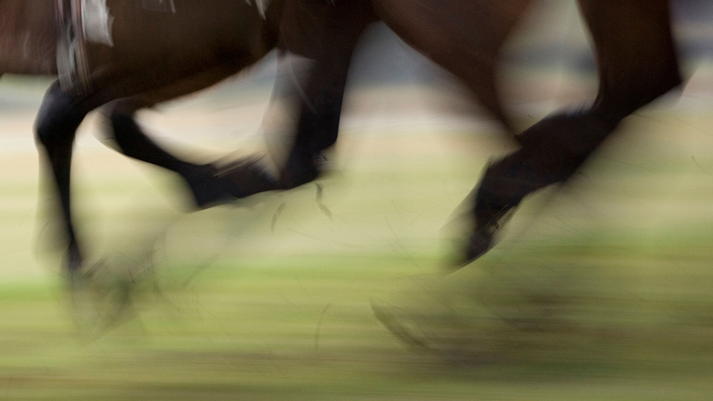 Injured Jockeys Fund concussion rehabilitation HORSE LEGS Library image embryonic stem cell tendon treatment