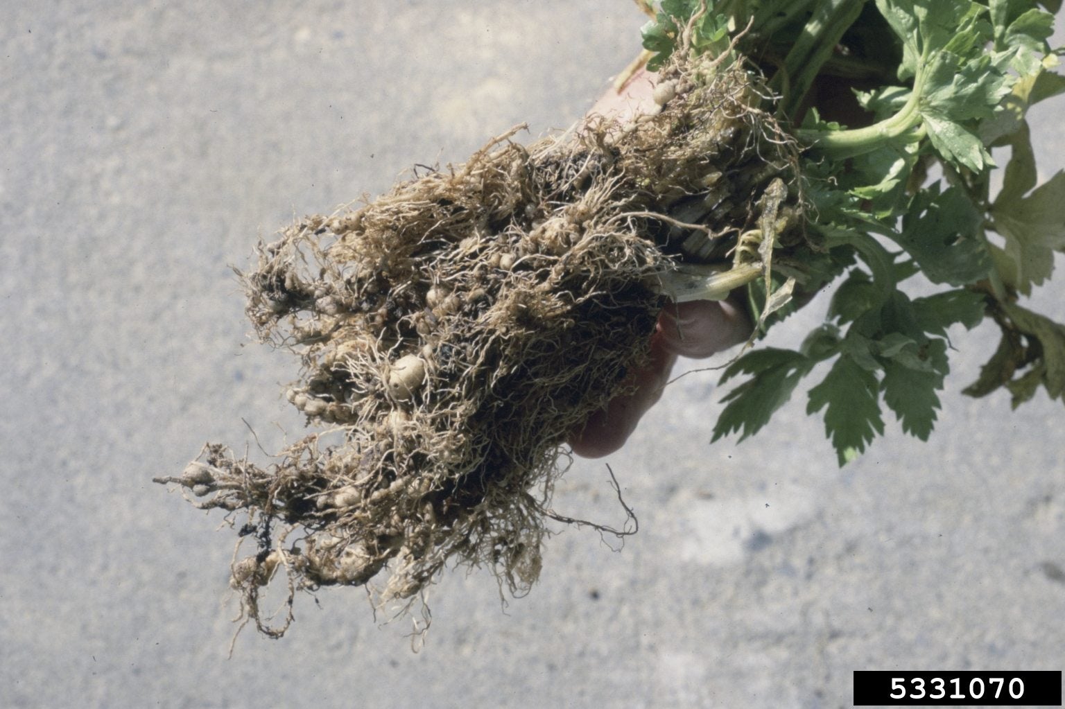 Celery Nematode Control - How To Manage Celery With Root Knot