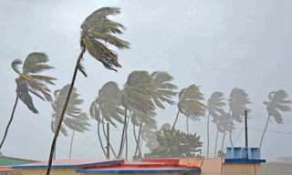 windy palm trees