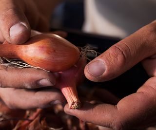 Shallots after being harvested