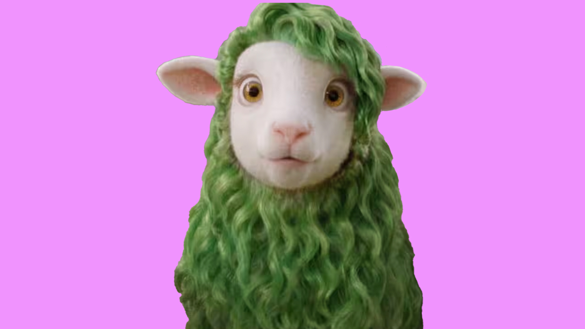 Buck the sheep from Kiwibank
