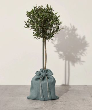 Olive tree in blue bag