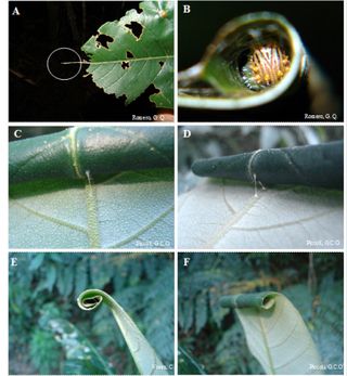 leaf-rolling caterpillars, weird animals