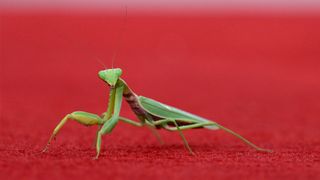 A praying mantis