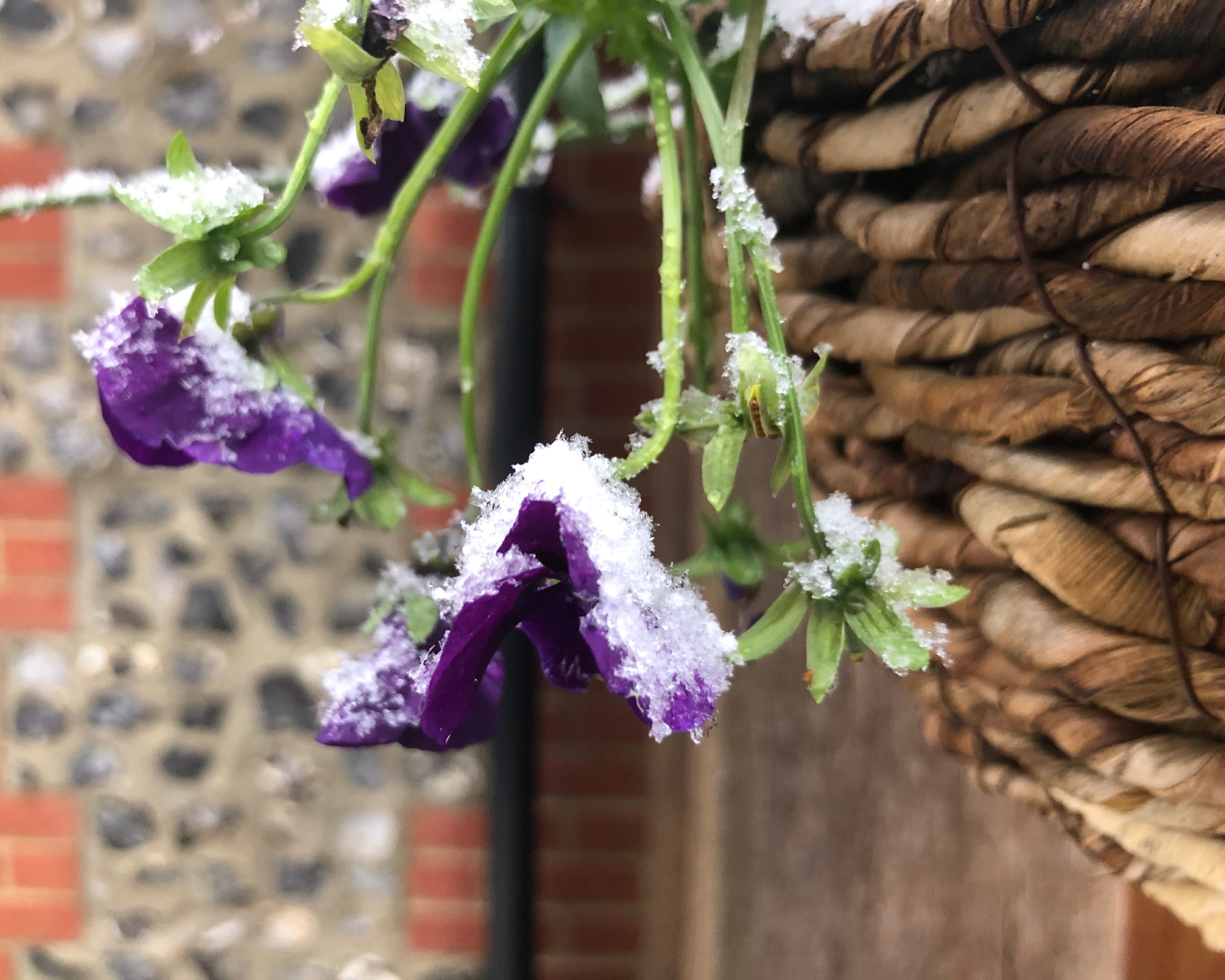 A part of a pansy plant with purple flowers hanging from the basket covered in snow