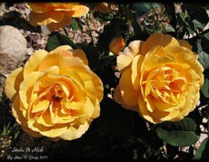 Yellow Weeks Roses