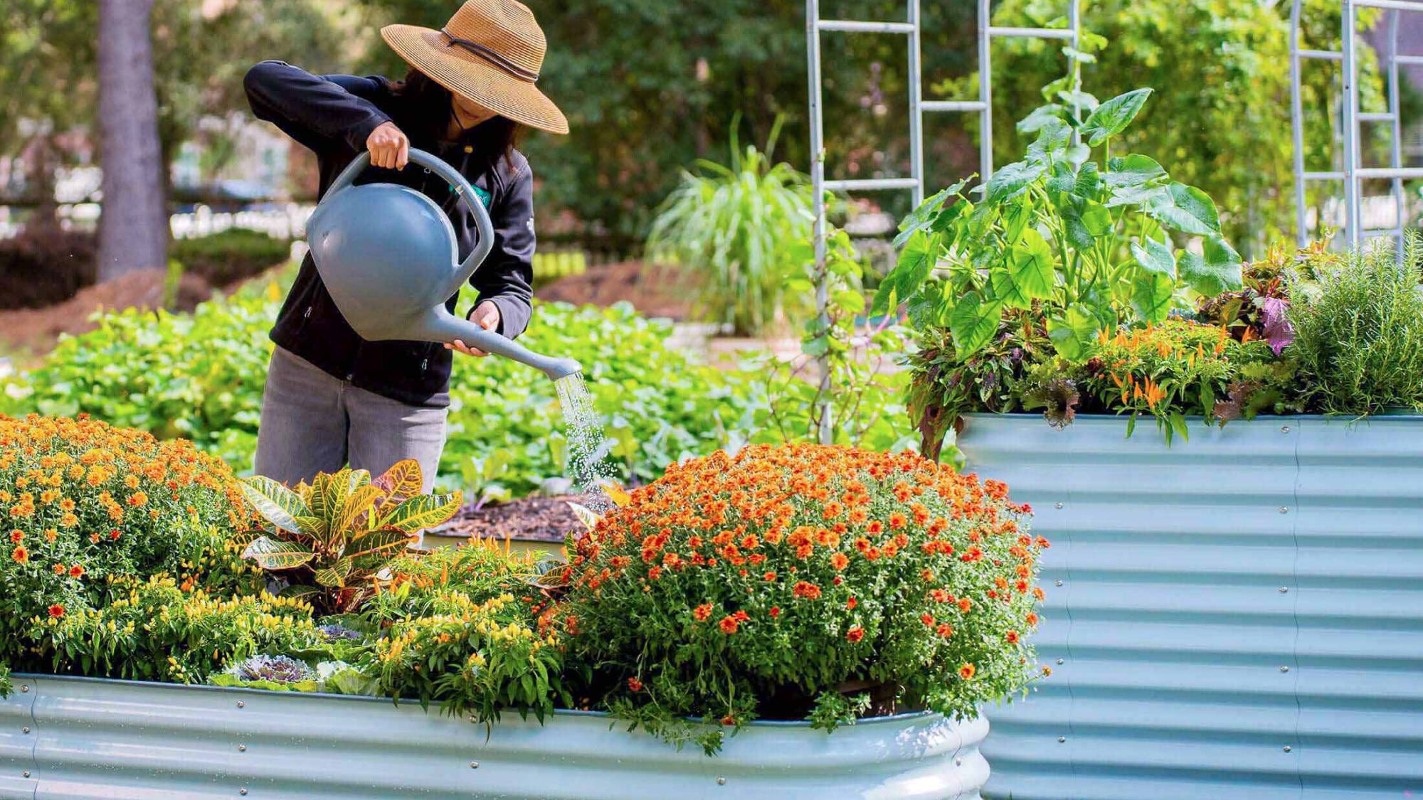 A woman in a sunhat waters flowers in a vego raised bed with a watering can