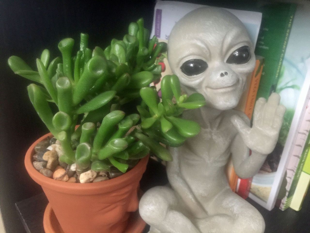 Potted ET&amp;#39;s Finger Crassula Plant Next To Alien Statue