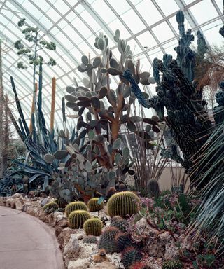Deserts of the Americas Gallery with cacti in New York Botanical Garden