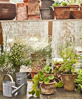 Plants and flowers in pots with watering can