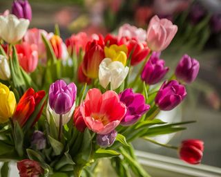 colorful tulips in vase