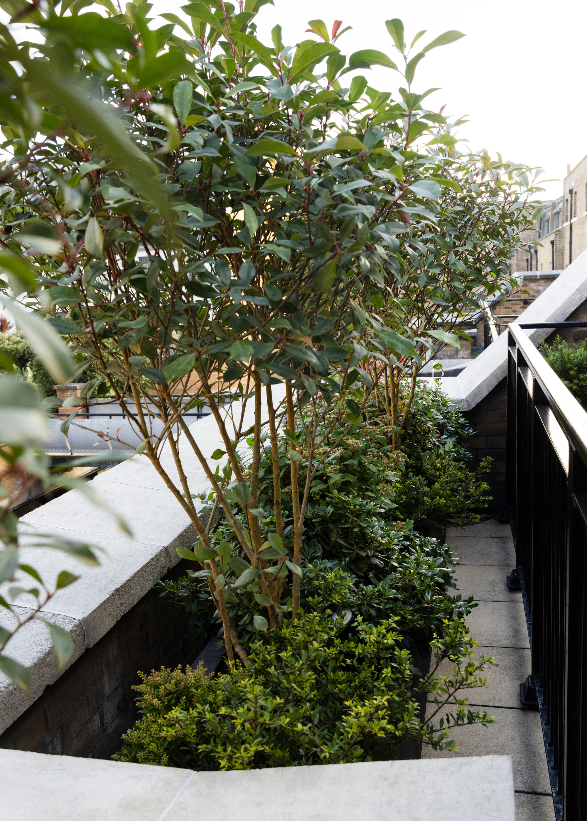 Potted trees and plantings on an apartment balcony
