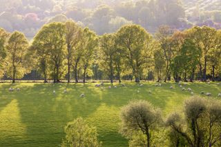 Backlit oak trees