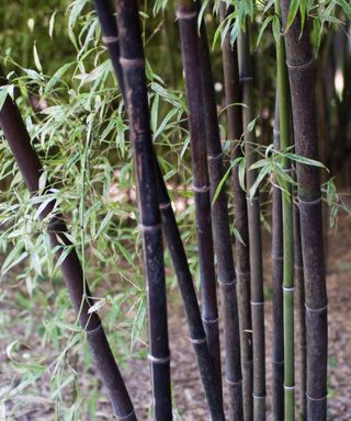 black bamboo, also known as Phyllostachys nigra