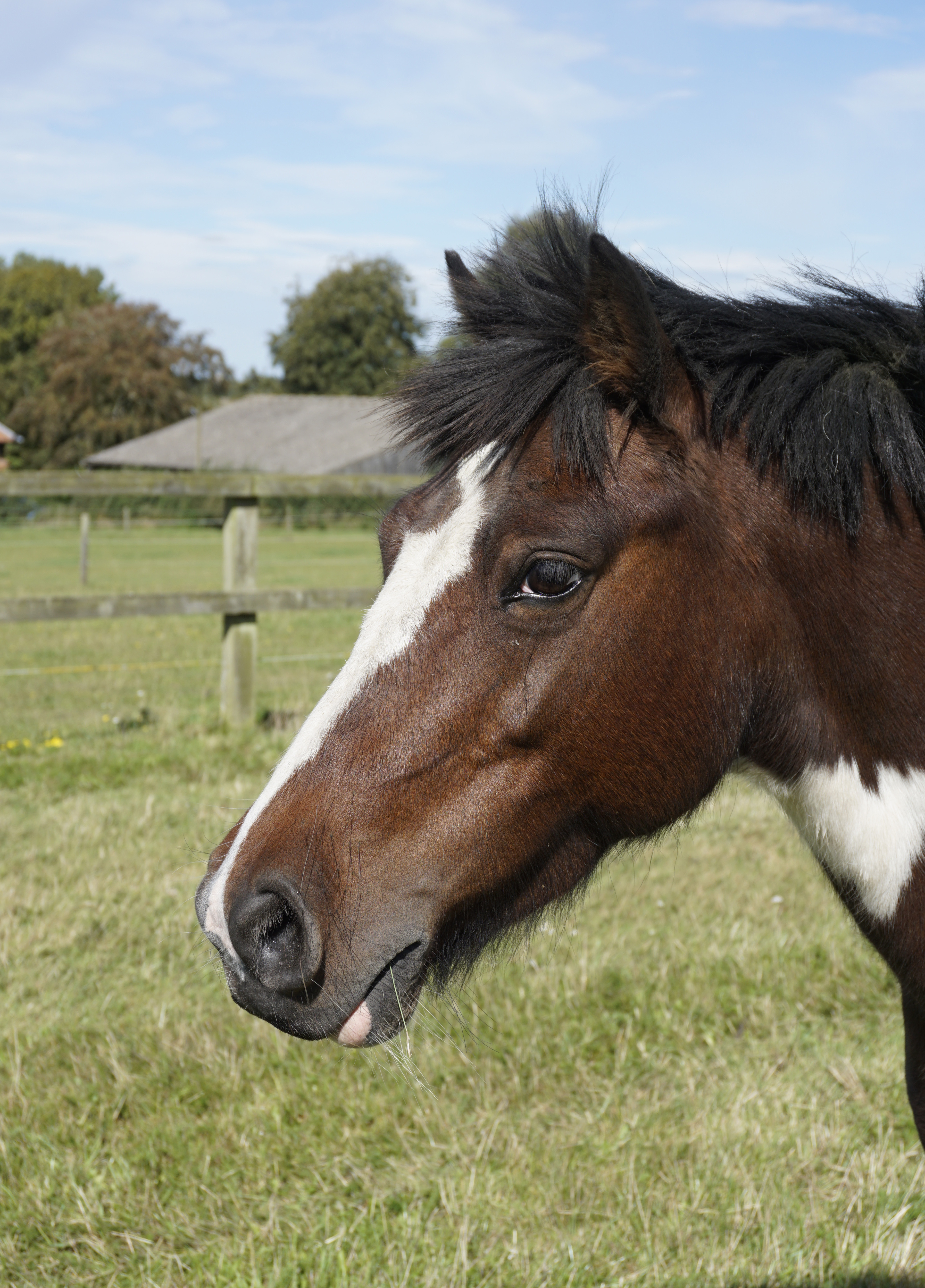 World-Horse-Welfare-Roxy-2.jpg