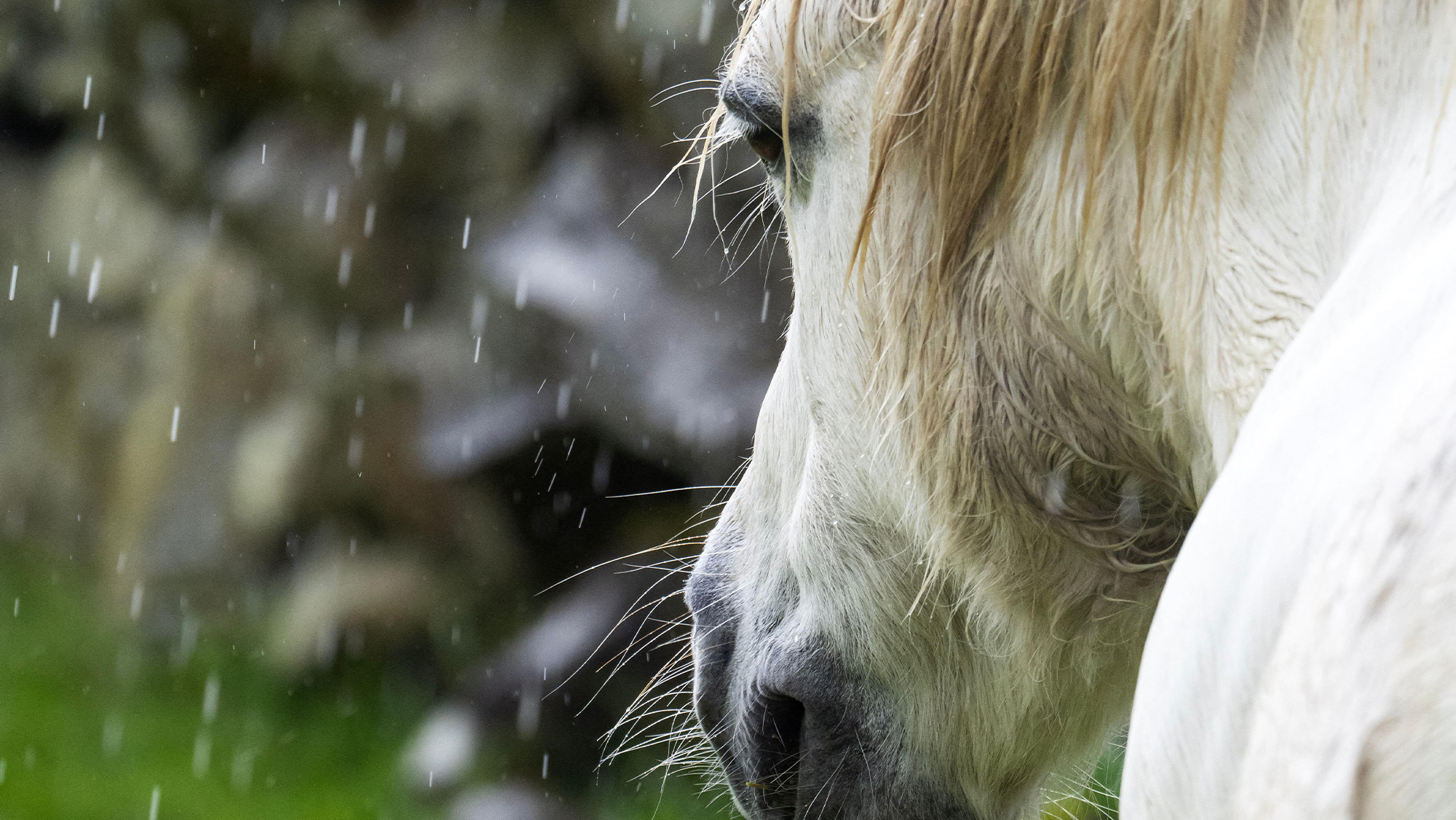 Close up of grey horse in the rain
