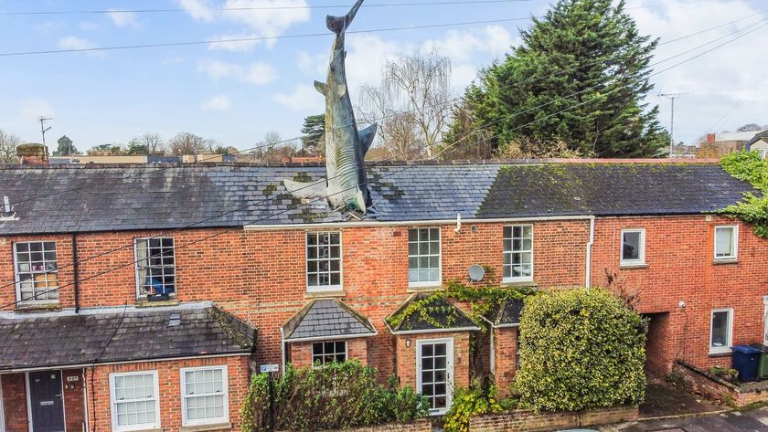 A brick house with a big plastic shark sticking out the roof