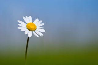 Oxeye Daisy flowering in a meadow