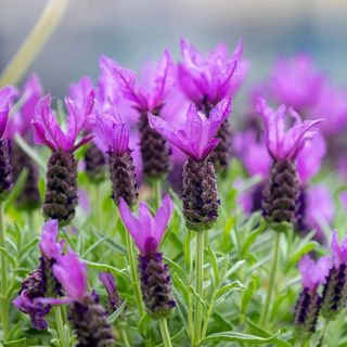 FRENCH LAVENDER aka Butterfly Lavender,