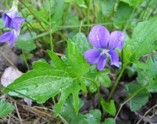 A violet growing in Concord, Mass. Unlike some other flowers in the town, violets are not shifting their flowering time in response to climate change. As a result, they have become much less common over the past 150 years than they were when the writer He