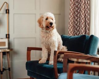 A fluffy dog sat on a chair by a bed