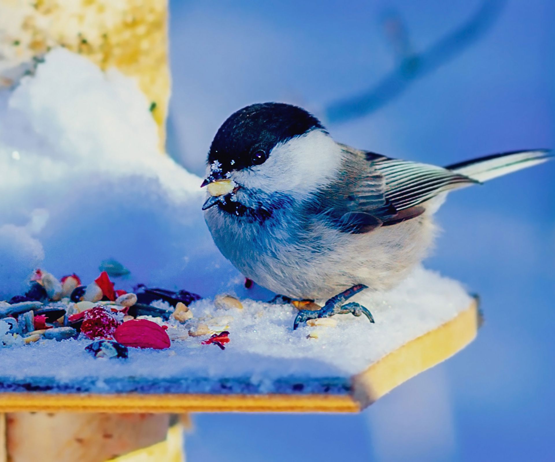 chickadee on snowy bird feeder with fruit and seeds