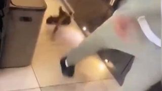 Still from the kurt zouma cats video. He is kicking a cat across his kitchen