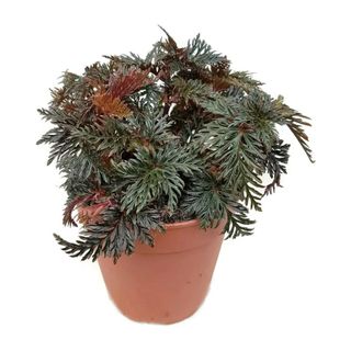 potted fern leaf begonia