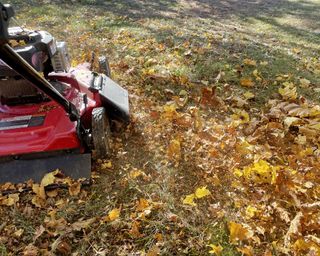 Mowing over leaves to create leaf mulch