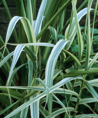 variegated giant reed grass, also known as Arundo donax var. versicolor