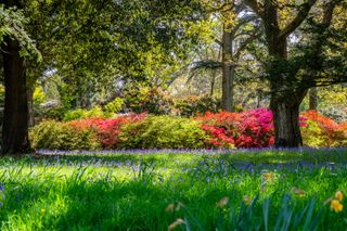 Exbury Gardens, Hampshire. Credit: Alamy