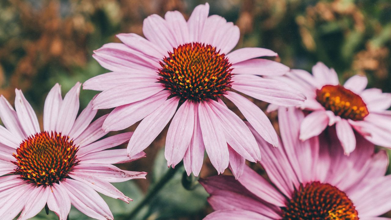 Echinacea 