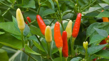 colorful chili peppers growing on plant 