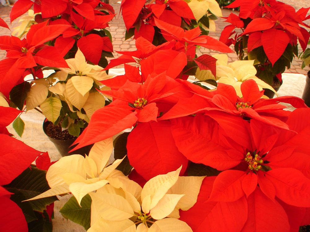 poinsettia Christmas flower