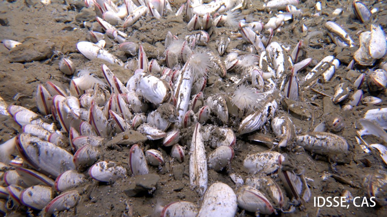 An underwater photograph of bivalves at the hadal trench site called Clam Bed, 5743 meters deep.