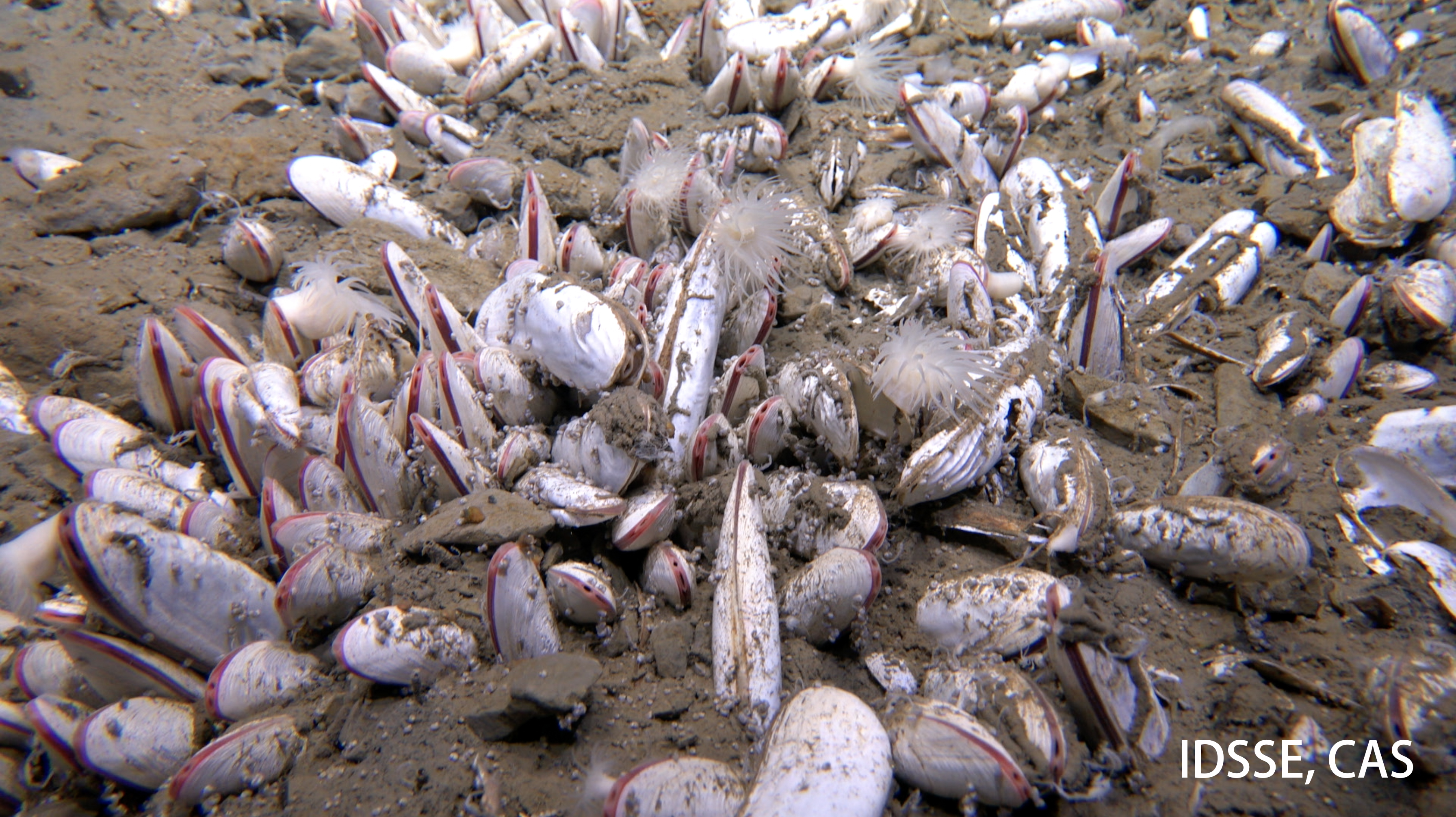 An underwater photograph of bivalves at the hadal trench site called Clam Bed, 5743 meters deep.