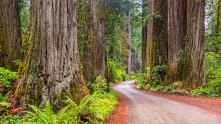 A hiker on a trail in redwood national park