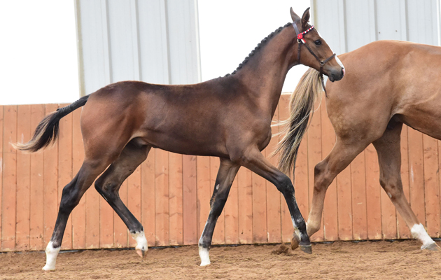 OF4_2343 CATHERSTON OAKLEY MR