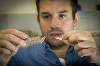 Julien Louys, a paleontologist and research fellow at the Australian National University, compares a giant rat fossil jaw with a modern rat's.