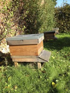 Backyard Wooden Beehives