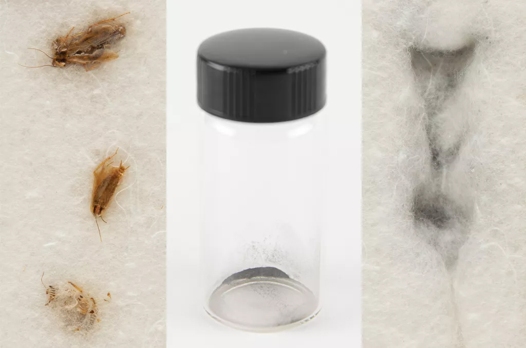 Now up for bid: Cockroach carcasses and the Apollo 11 moon dust extracted from their stomachs, the result of a 1969 NASA biological test in search of dangerous 