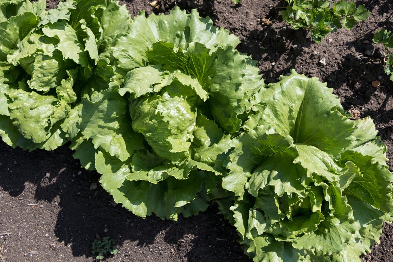 Sun Devil Lettuce Plants Growing In The Garden