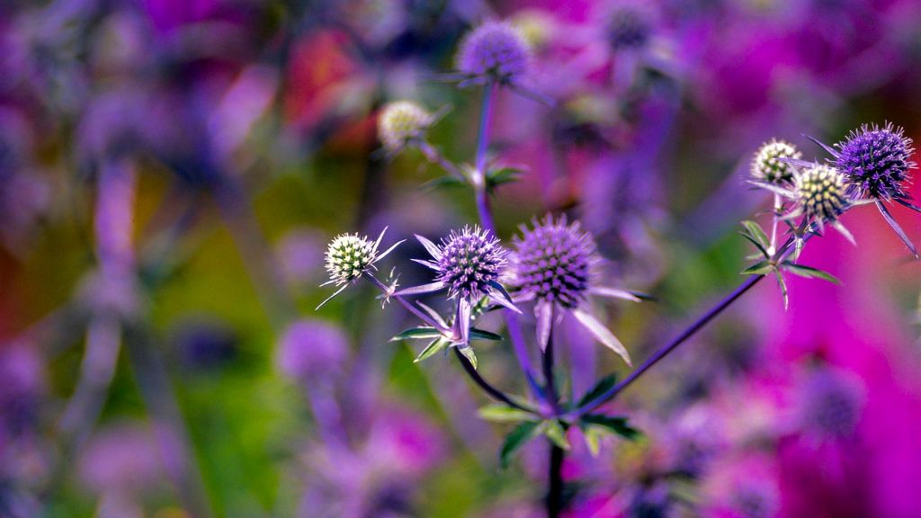 Purple sea holly flowers