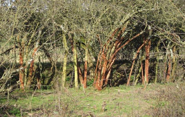 flygrazing bracknell
