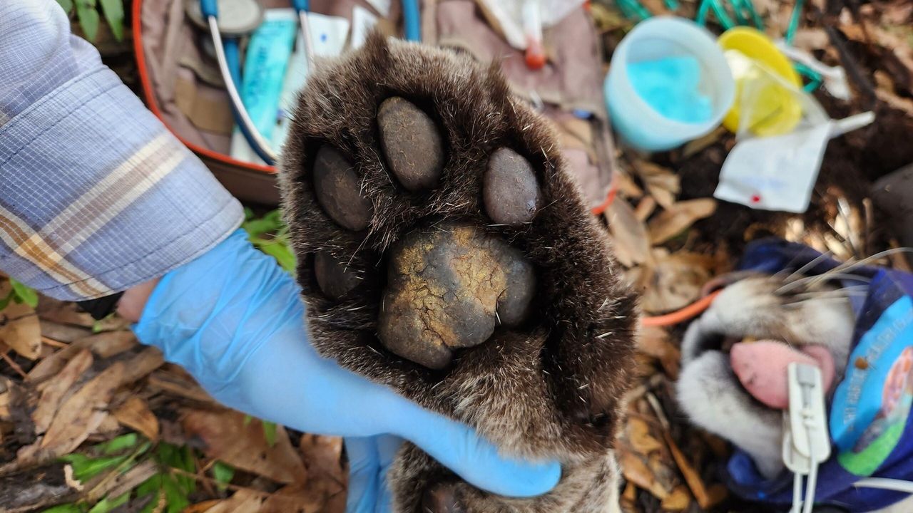 A biologist holds up a Florida panther's paw during a health assessment.