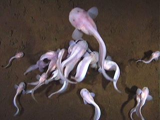 A swarm of snailfish in the Japan Trench.